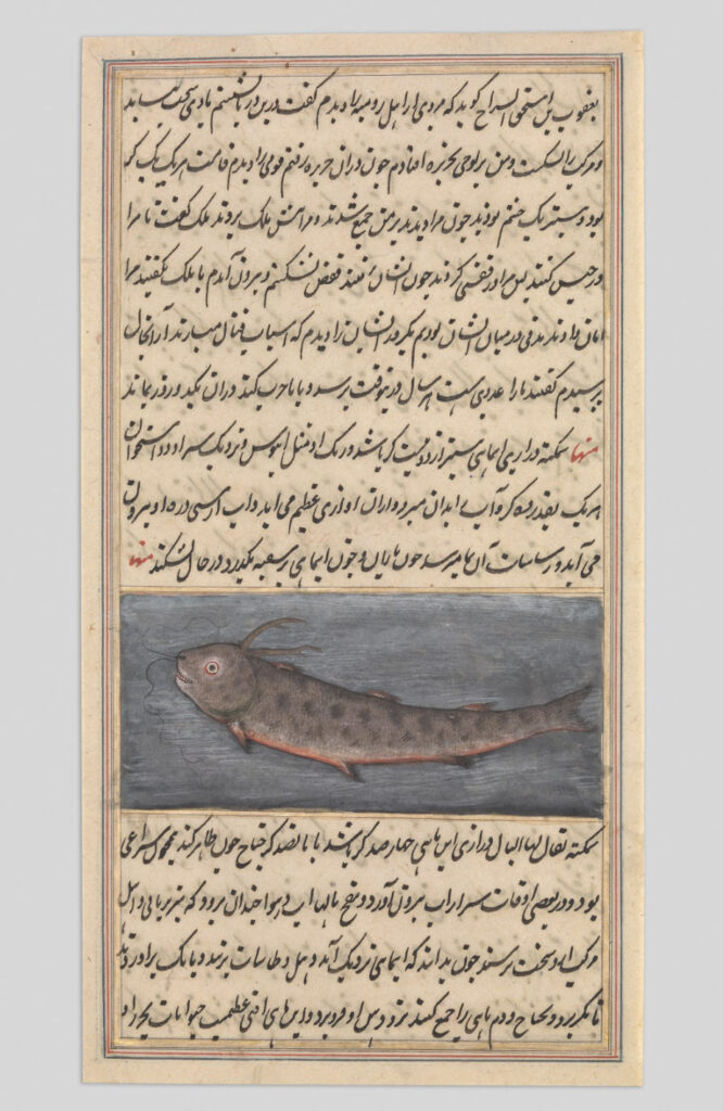 Fish Illustration from a Cosmological Manuscript. Possibly Iran, 18th century. Ink, opaque watercolor, and gold on paper.